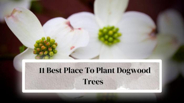 Where to plant a dogwood tree