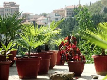 Palm potted trees palms plants pots saved patio sale