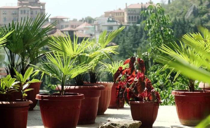 Palm potted trees palms plants pots saved patio sale