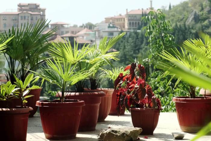 Palm potted trees palms plants pots saved patio sale