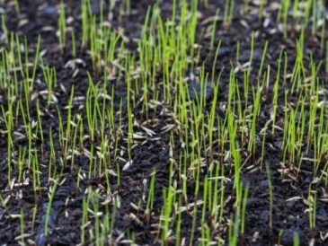 Best time to plant grass seed