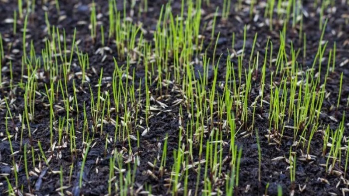 Best time to plant grass seed