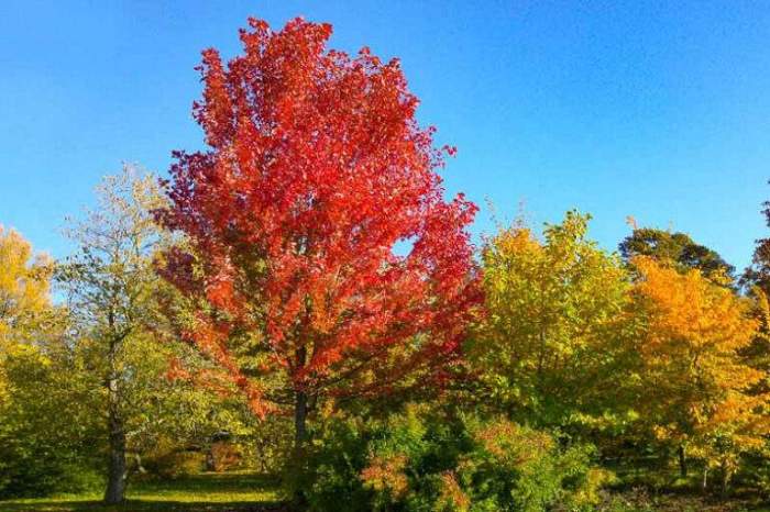 Best trees to plant in nebraska