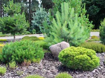 Best pine trees to plant