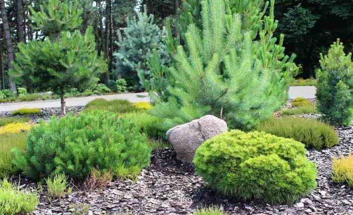 Best pine trees to plant