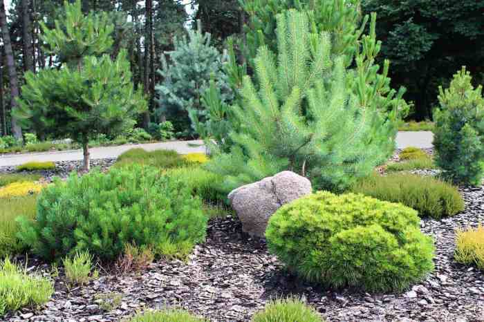 Best pine trees to plant