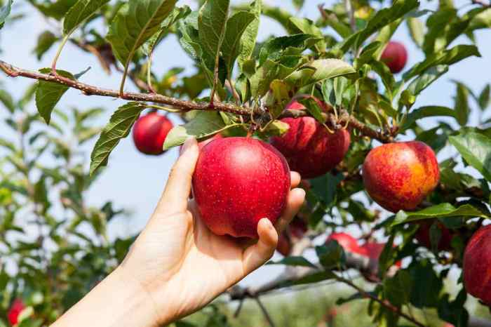 When to plant apple trees in michigan