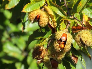 Chestnut seed trees