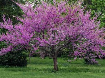 How to plant an eastern redbud tree