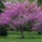 How to Plant Redbud Tree Seeds A Comprehensive Guide