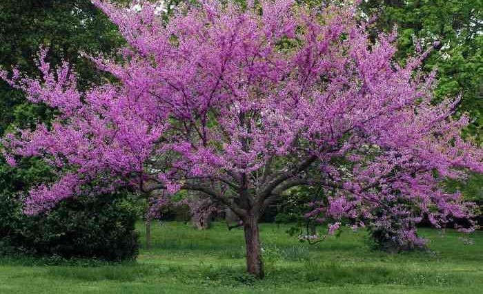 How to plant an eastern redbud tree