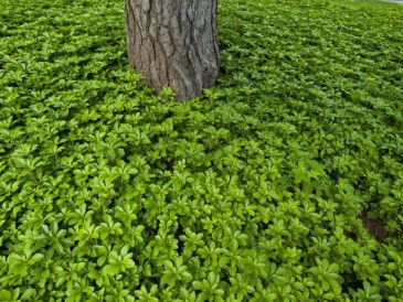 What to plant under mature trees