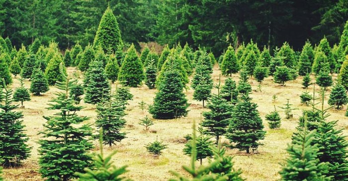 Living christmas trees to plant later