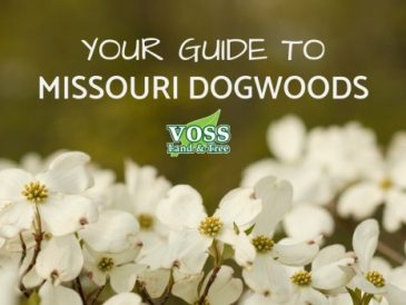 Where to plant a dogwood tree