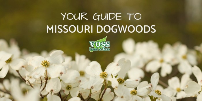 Where to plant a dogwood tree