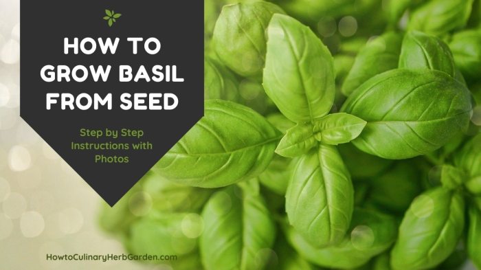 How to plant basil seeds