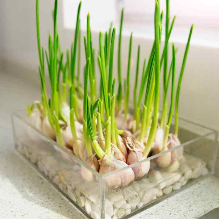 Garlic seeds to plant