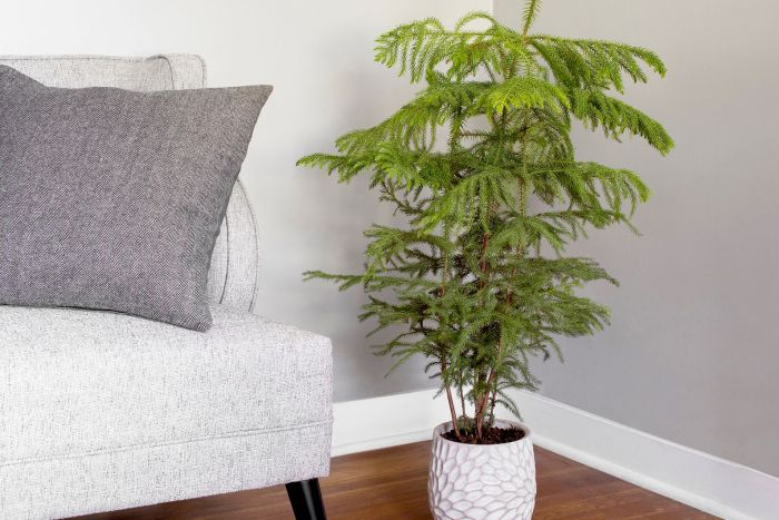 Indoor pine tree plant care