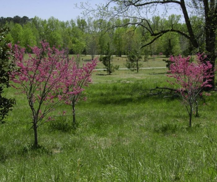 Redbud