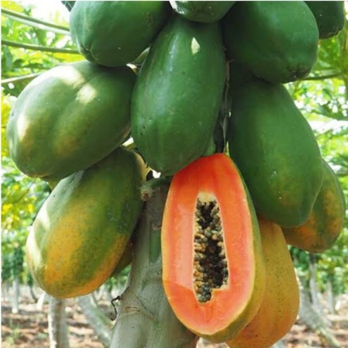 How to plant papaya tree from seeds