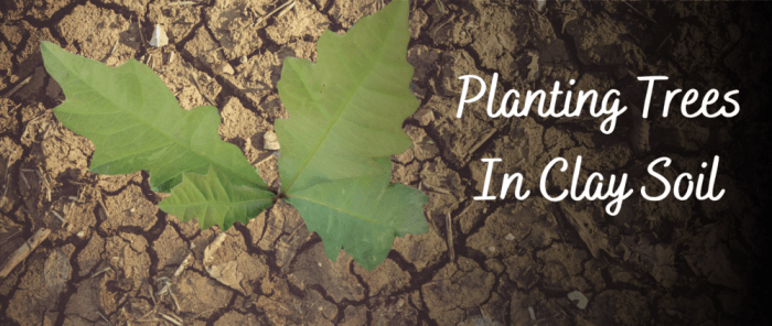 Plant trees in clay soil