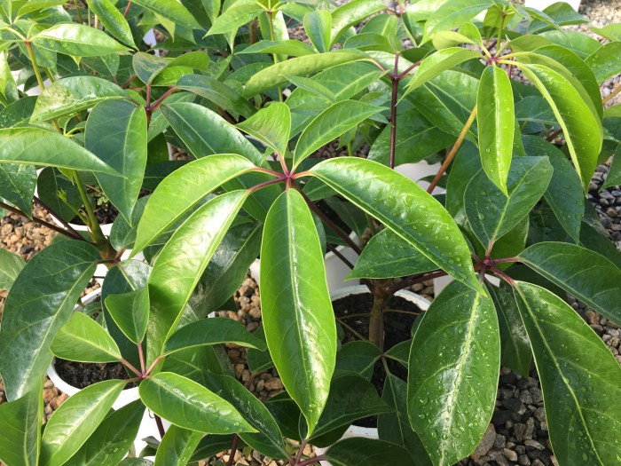 House plant umbrella tree