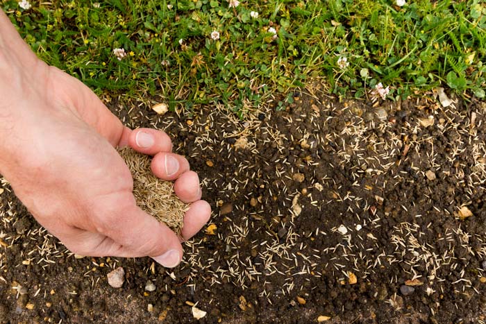 Best time to plant grass seed