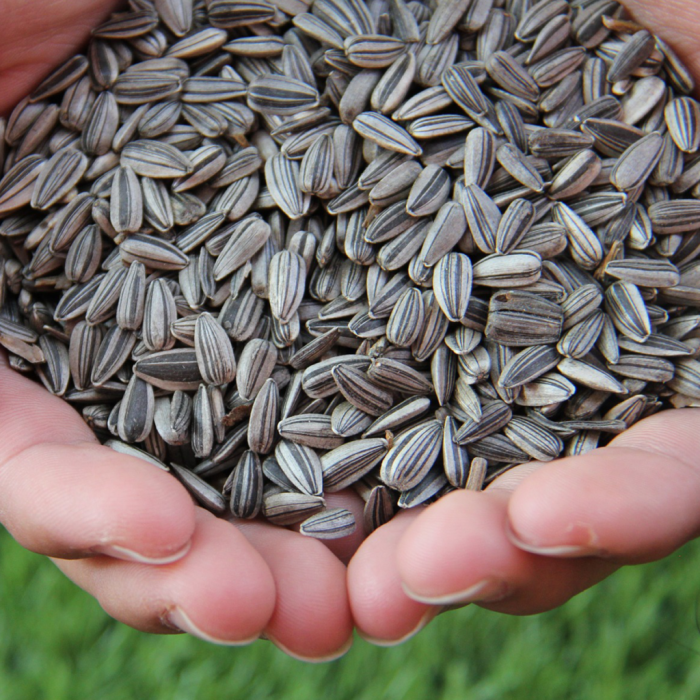 Giant sunflower plant seeds