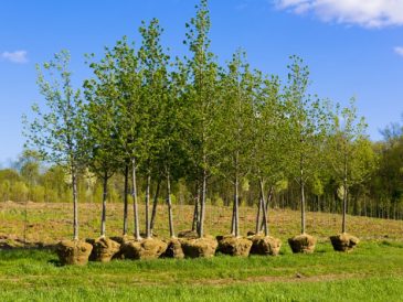 When to plant trees in texas