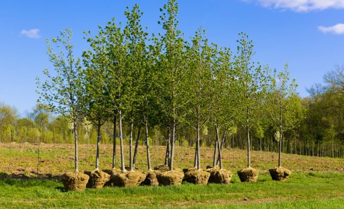 When to plant trees in texas