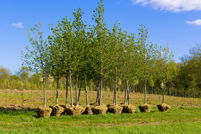 When to plant trees in texas