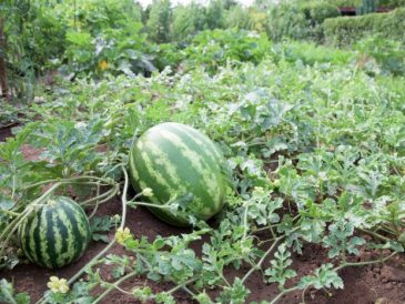 How to plant a watermelon seeds