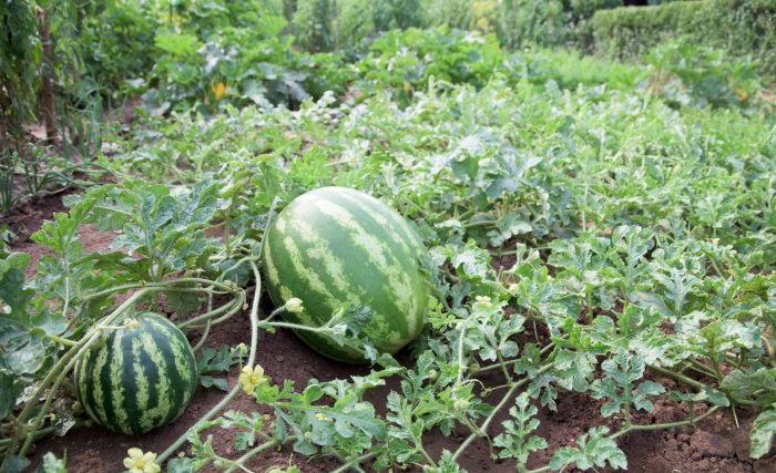 How to plant a watermelon seeds