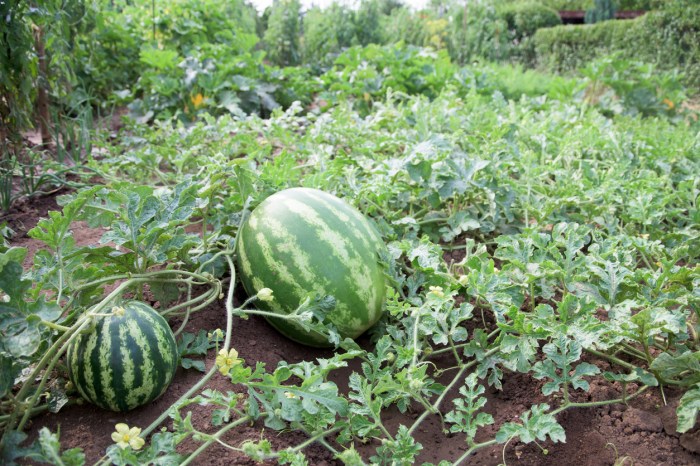 How to plant a watermelon seeds