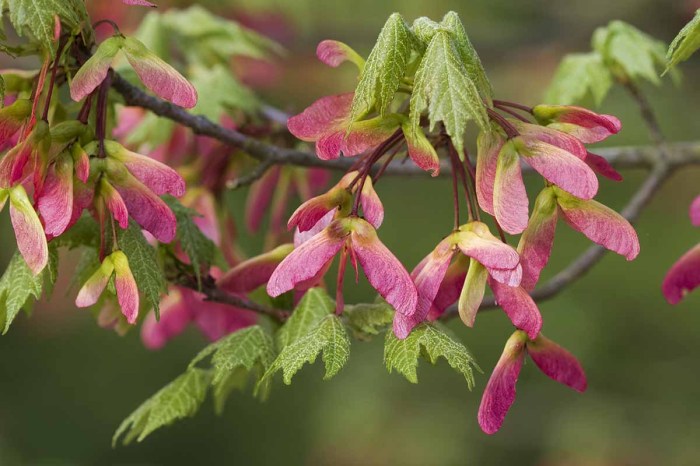 How to plant red maple tree seeds