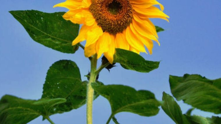 Giant sunflower plant seeds