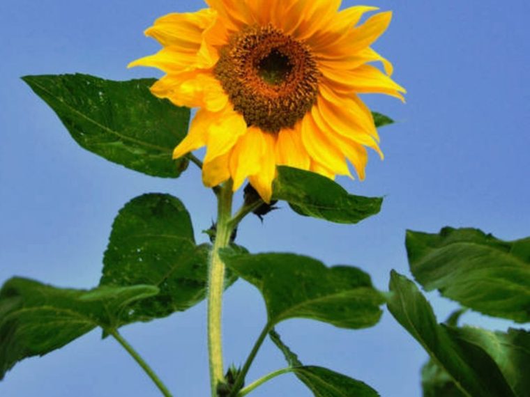 Giant sunflower plant seeds