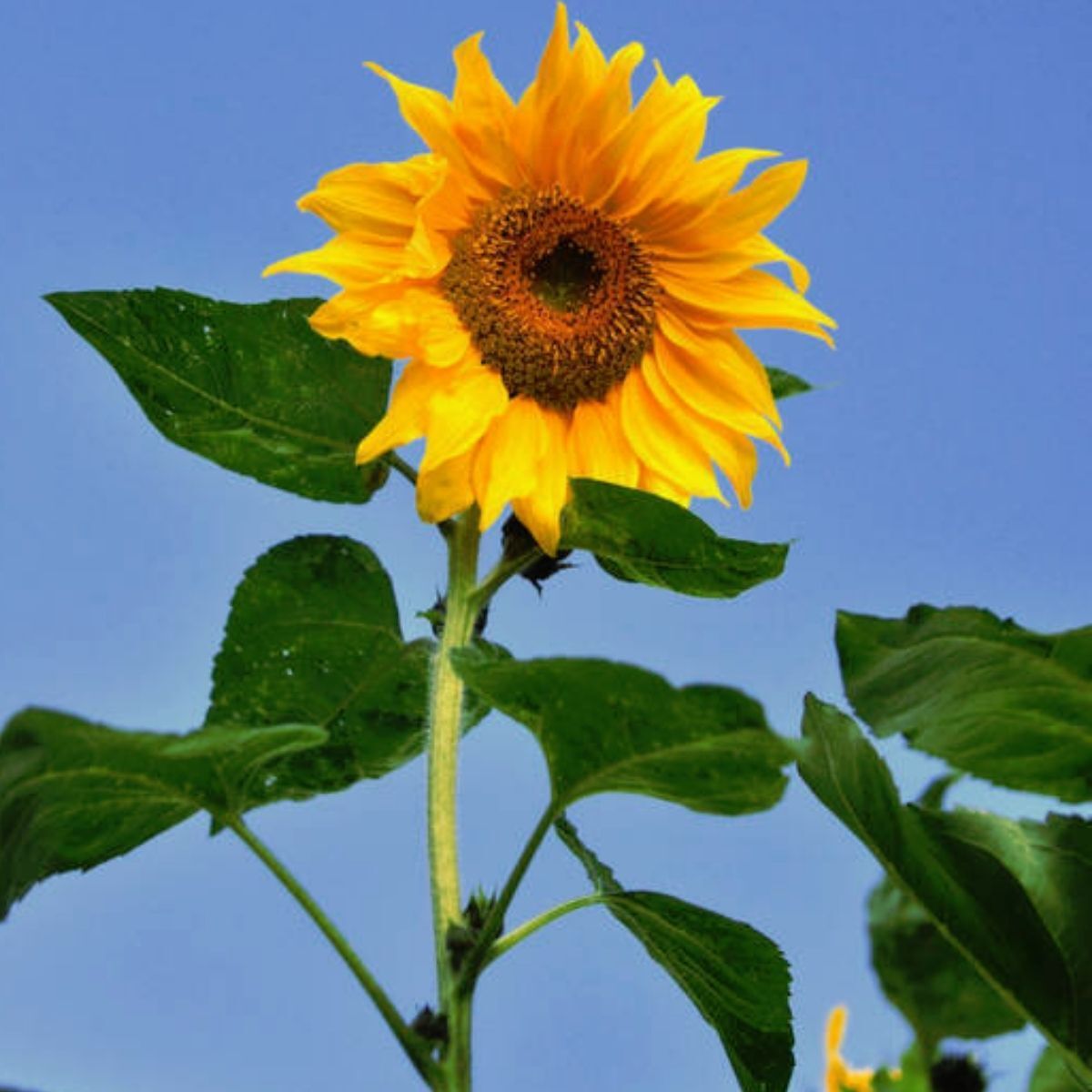 Giant sunflower plant seeds