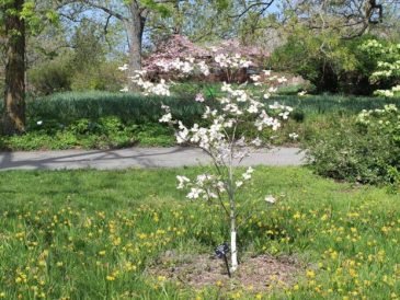 How to plant dogwood trees