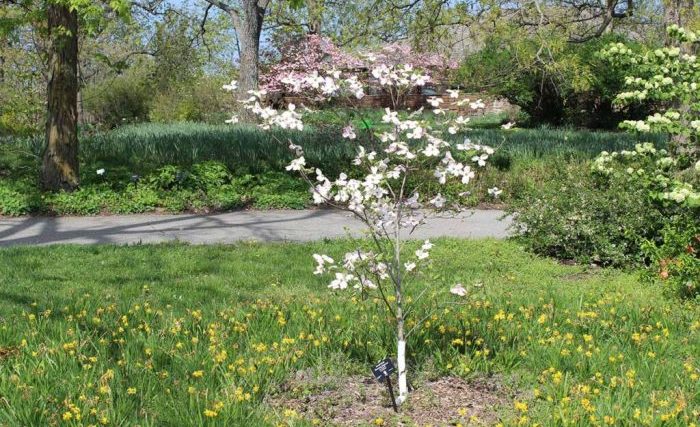 How to plant dogwood trees