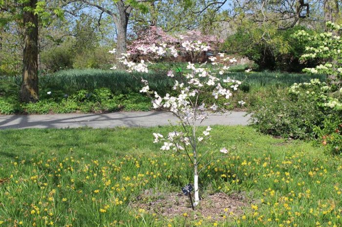 How to plant dogwood trees