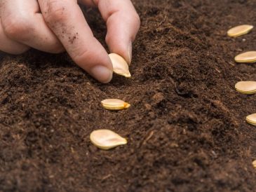 When plant pumpkin seeds