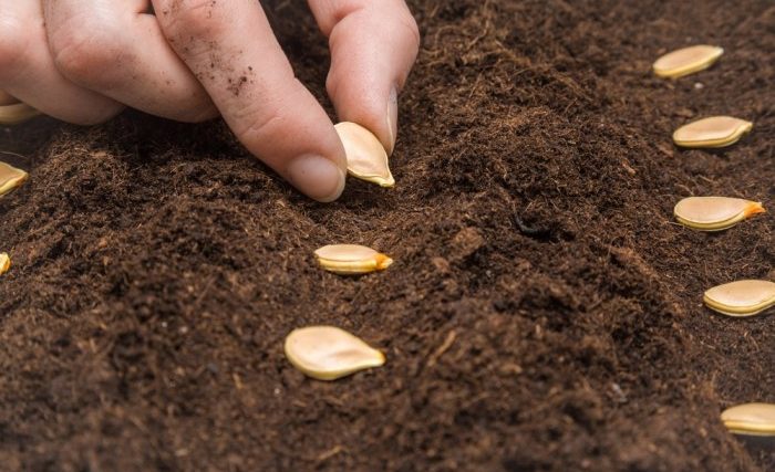 When plant pumpkin seeds