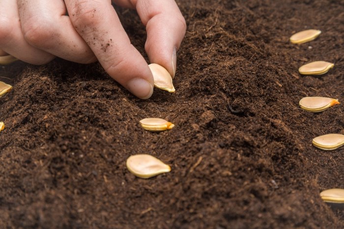 When plant pumpkin seeds