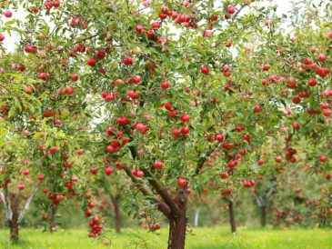 When to plant apple trees in michigan