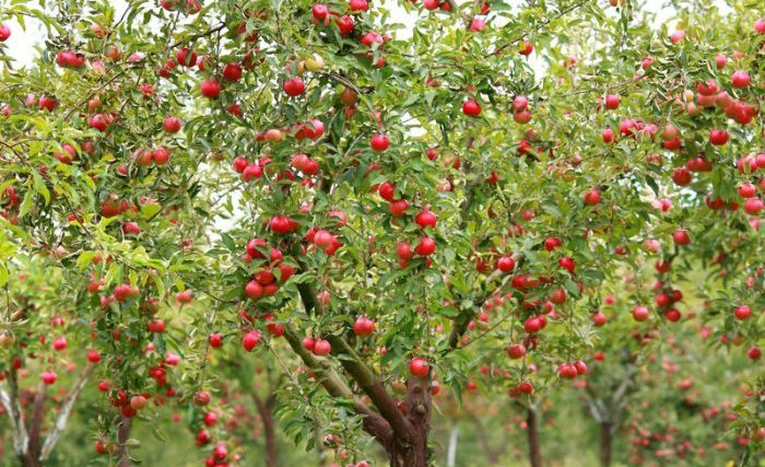 When to plant apple trees in michigan