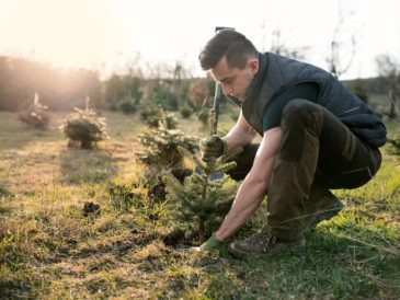 Buying a christmas tree to plant