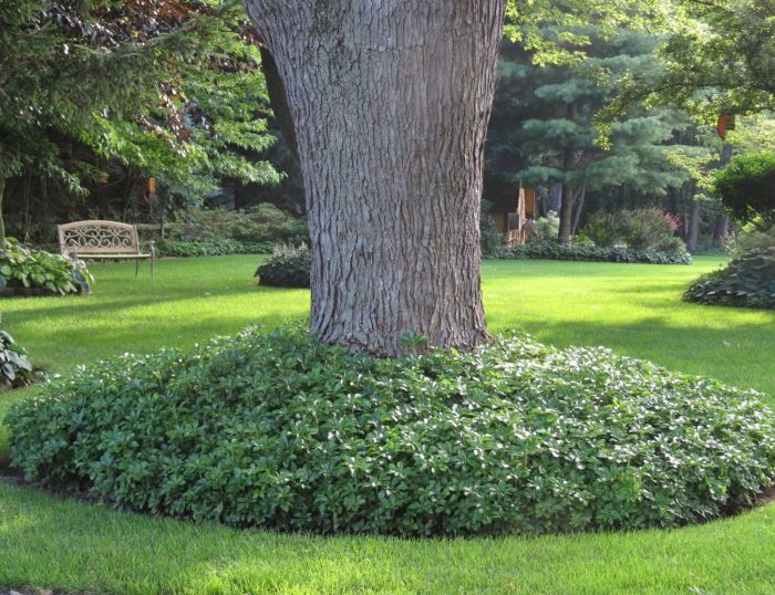 What to plant under mature trees