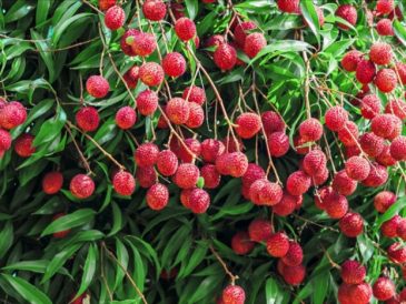 How to plant a lychee tree