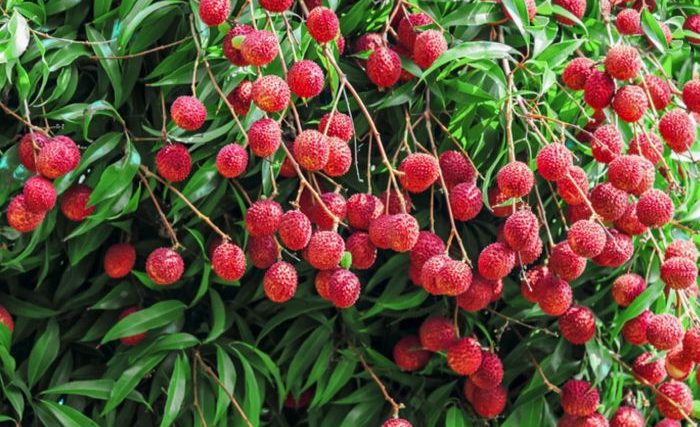 How to plant a lychee tree